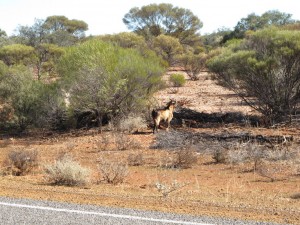 Feral Goat