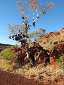 The Boot Tree