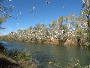 Crossing Pool, Millstream-Chichester National Park