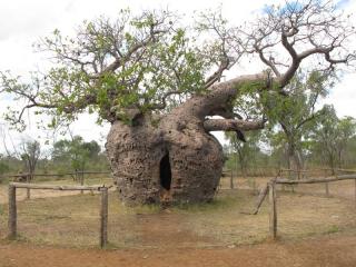 Boab Prison Tree, Derby