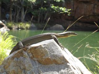 Monitor Lizard