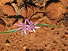 Flowers and Dirt