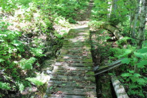 Bridge in Woods